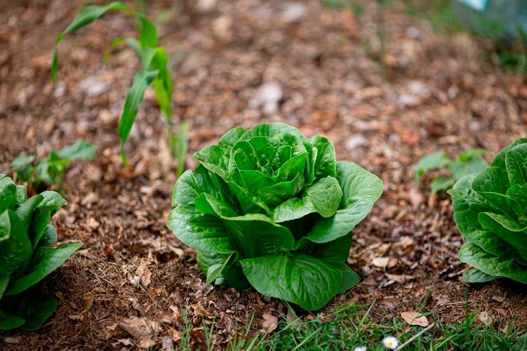 Mulch Leaves