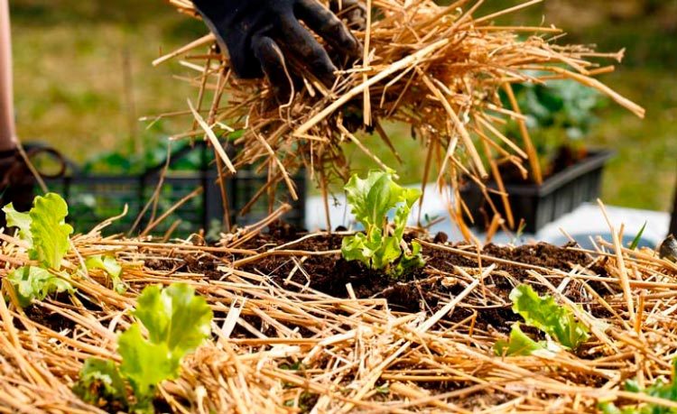 Straw Mulch