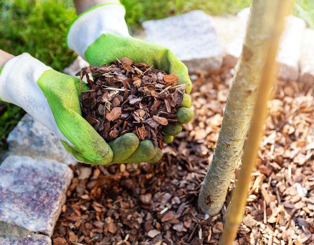 Adding Mulch to Protect Trees in Winter