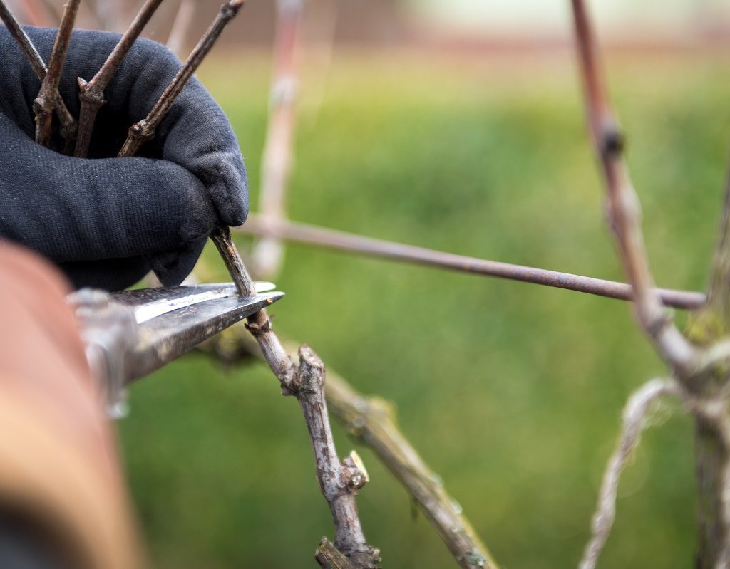 Remove Dead Branches to Protect Trees in Winter