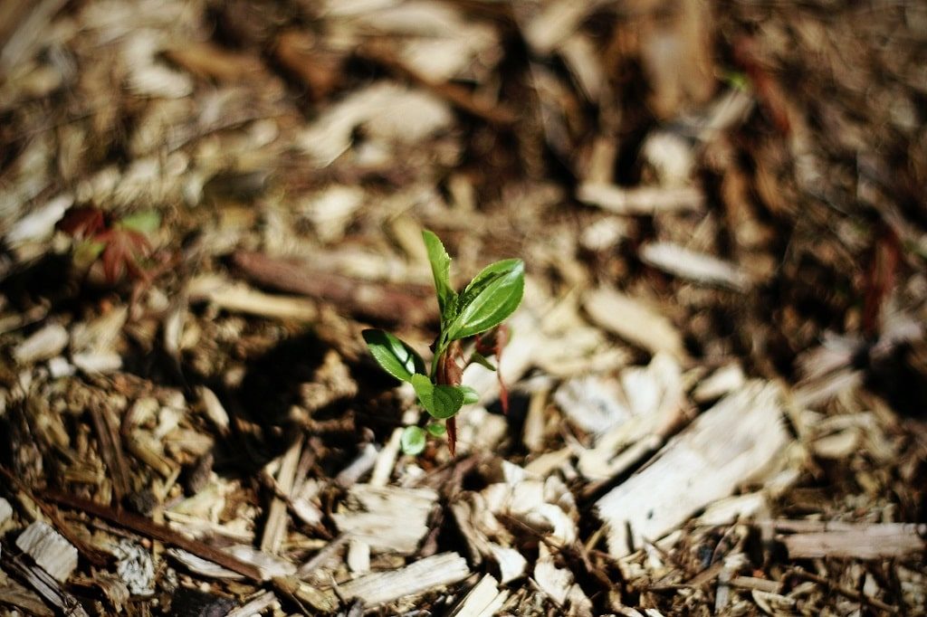 mulch bed