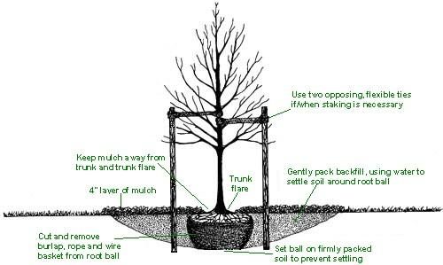 steps to transplanting a tree