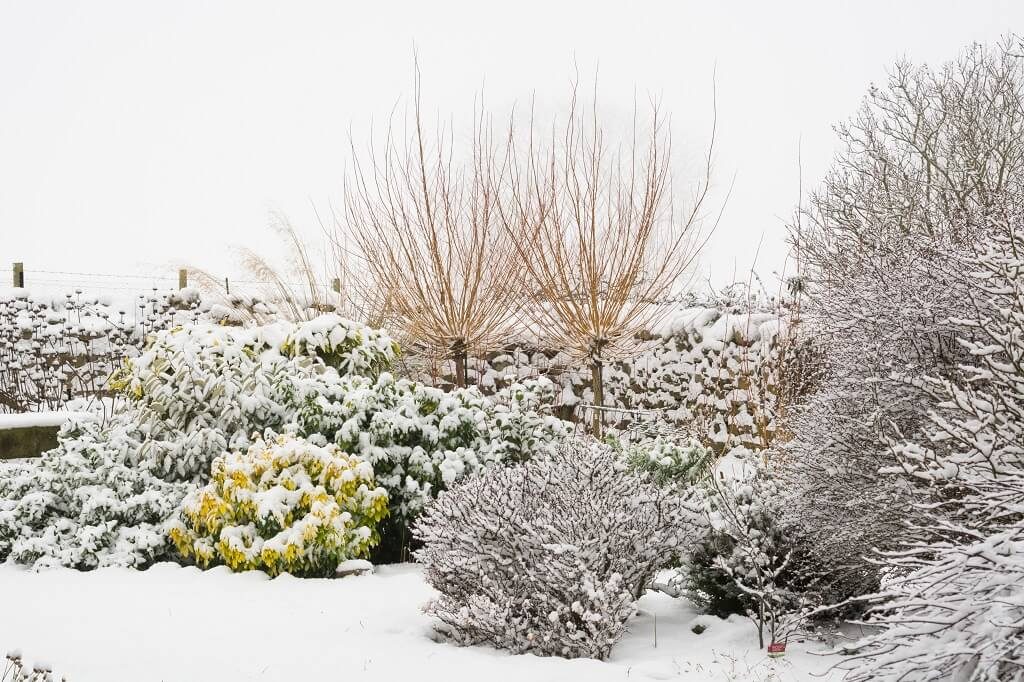 Watering Trees in Winter