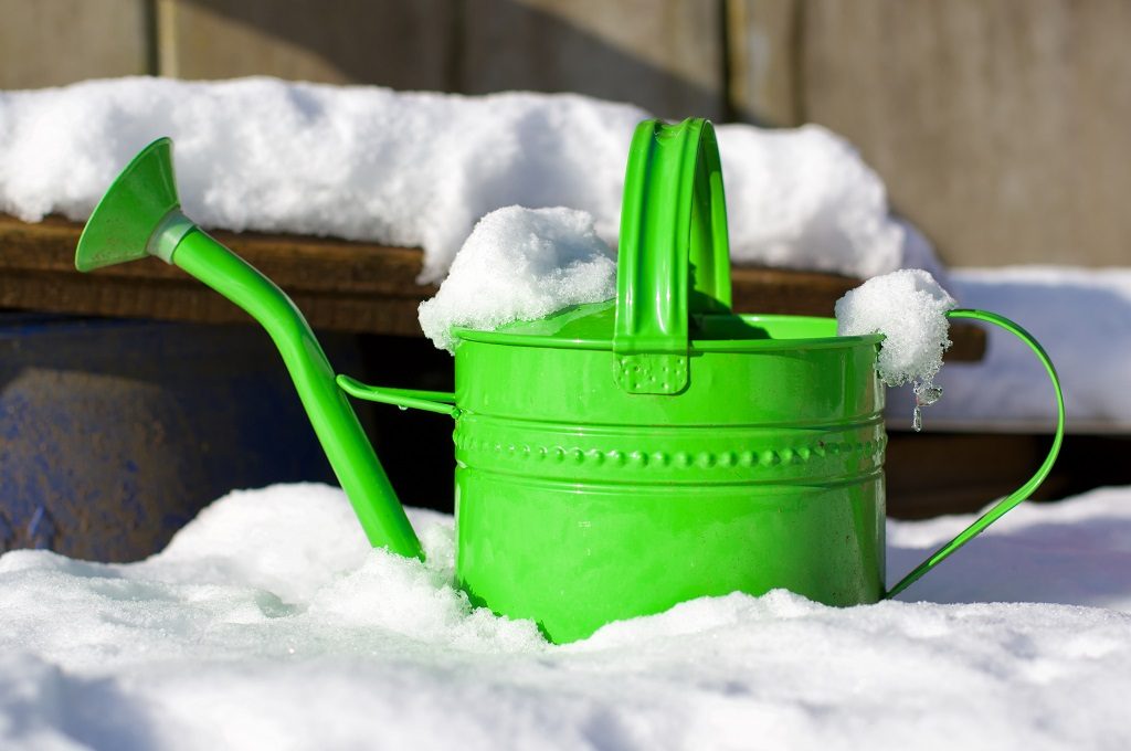 How to Water Trees in Winter