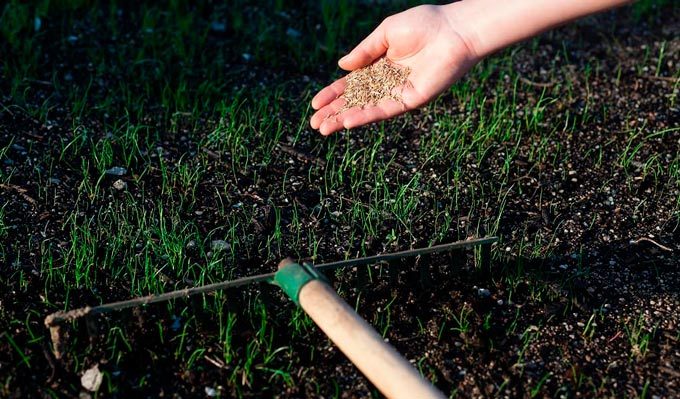How to Overseed a Lawn