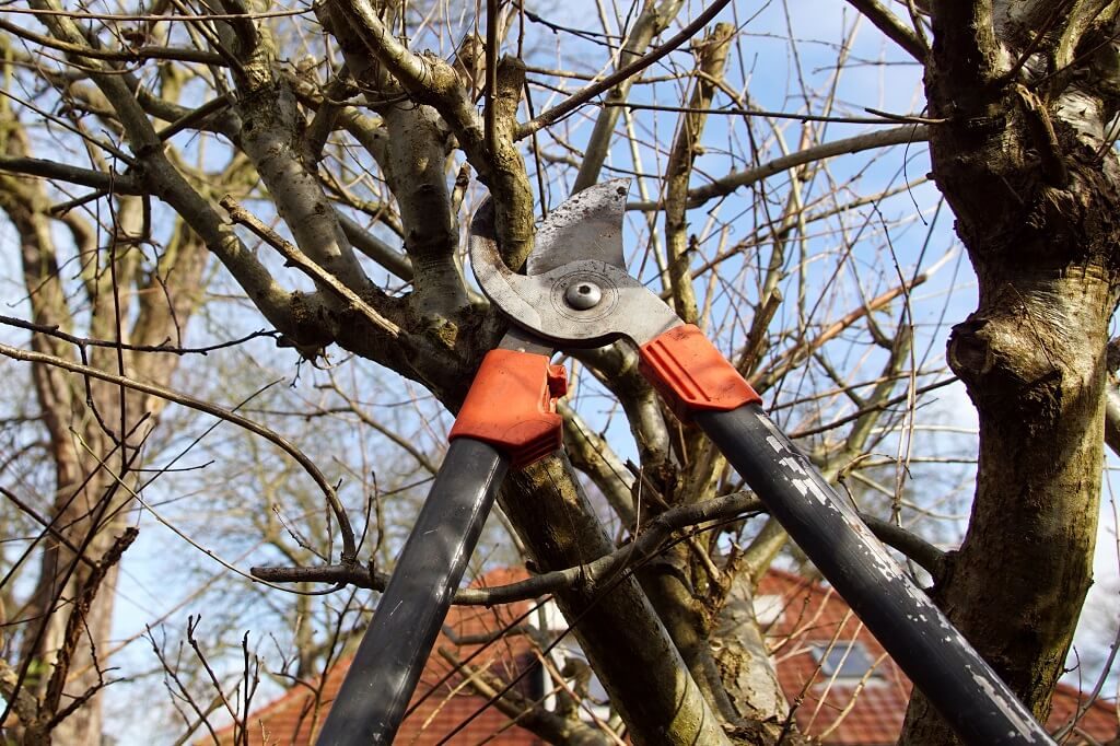 Prevent Oak Wilt