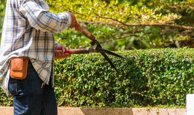 When to Prun Shrubs