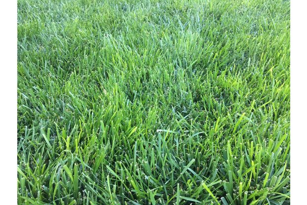 Tall fescue is a popular grass variety in Wisconsin because it survives the cold winters well.