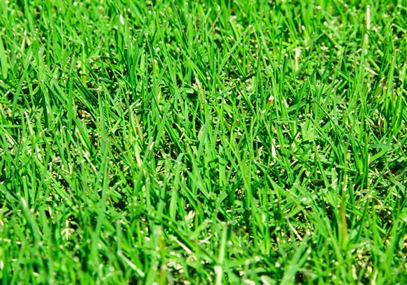 Bermudagrass is best planted in Wisconsin yards that receive plenty of sunlight.