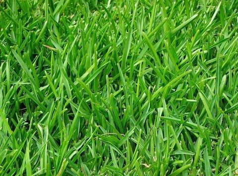 Ryegrass does well in Wisconsin yards that are shady.