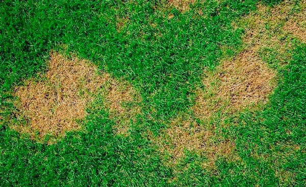 The Ultimate Guide to Lawn Fungus: Types, Symptoms and Treatment ...