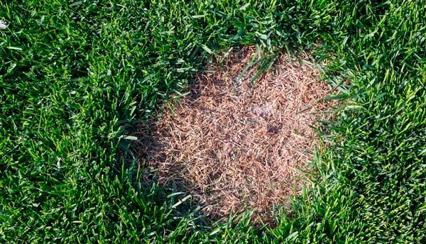 Lawn Fungus Types