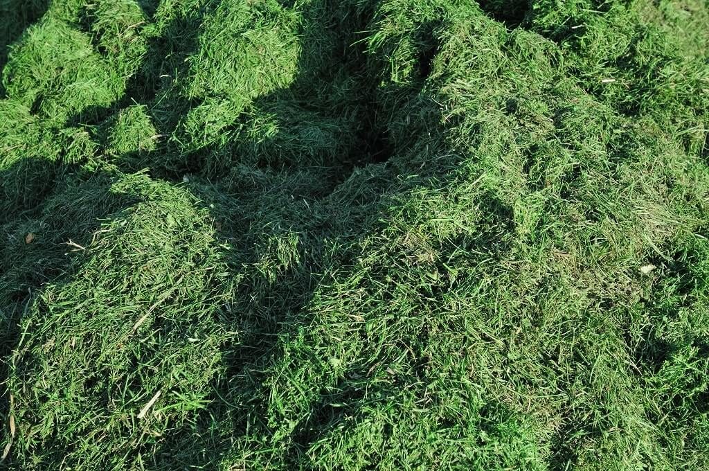 Grass Clippings Lawn Care Mistakes