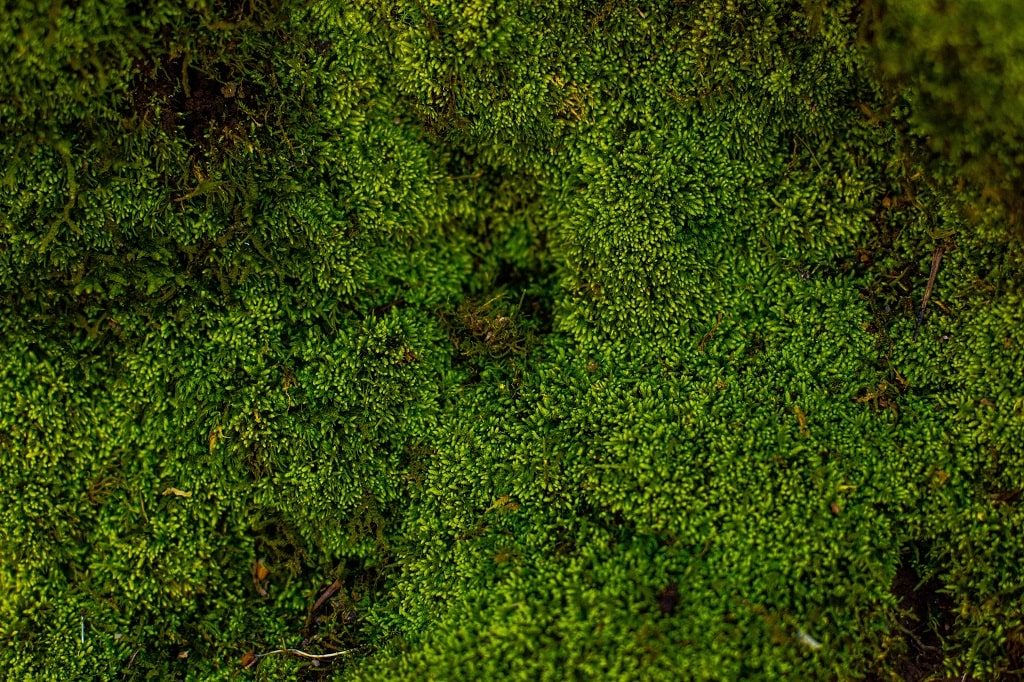 Moss Backyard