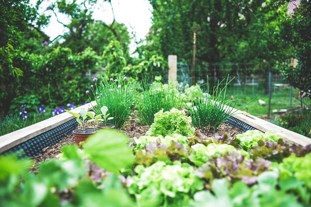 Green Thumb Veggies