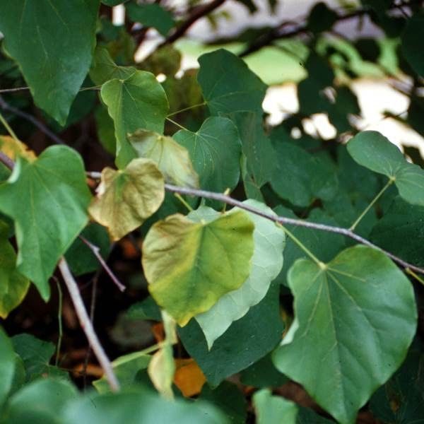 Verticillium Wilt