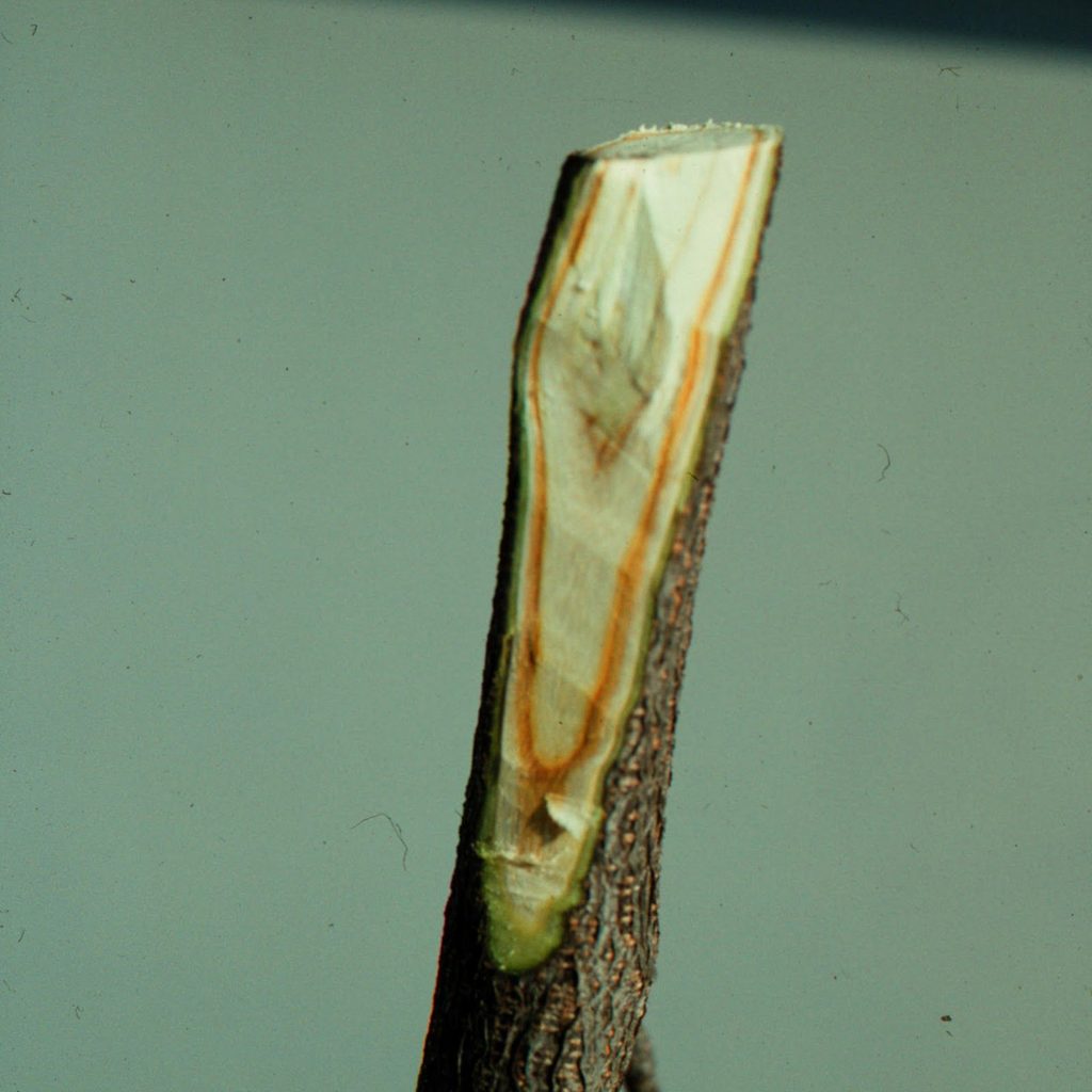 Verticillium Wilt diseases