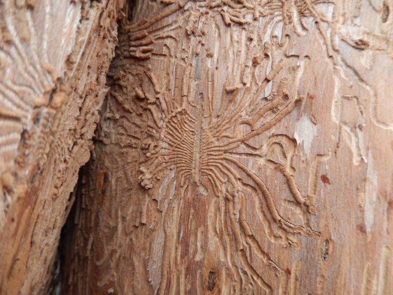 Dutch Elm Disease
