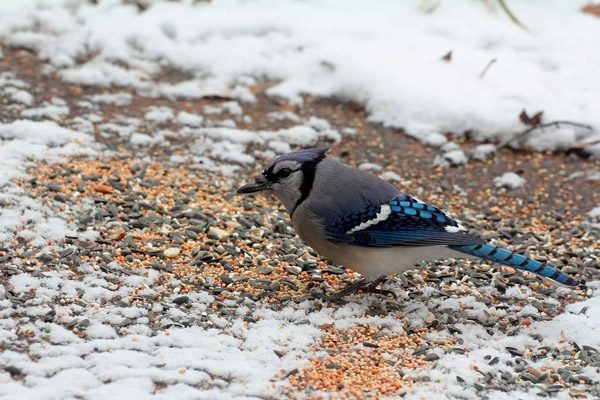Birdseed for Snow Removal