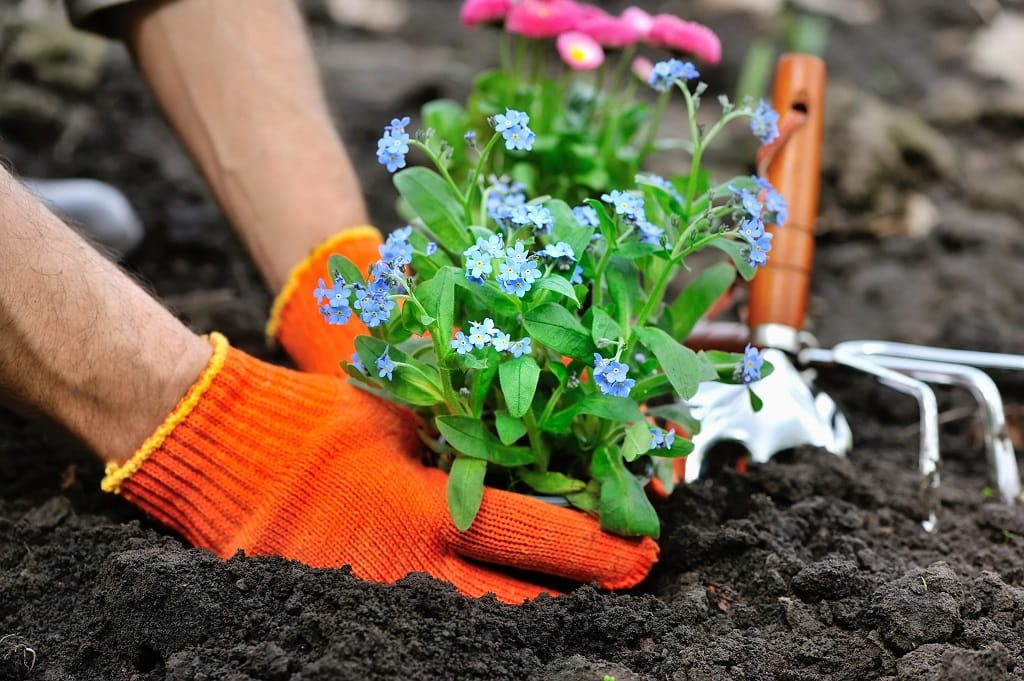 Professional Flower Bed Creation