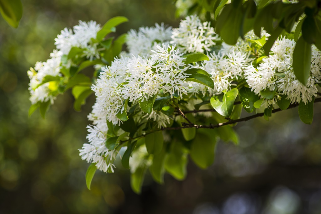Tips On Caring For Fringe Trees