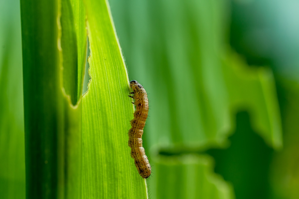 Identify and Control Armyworms in the Yard