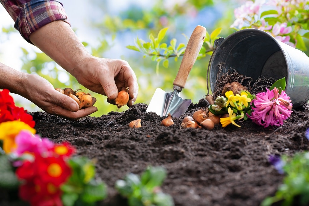 Naturalizing Bulbs - The Complete Guide for Commercial Property Owners