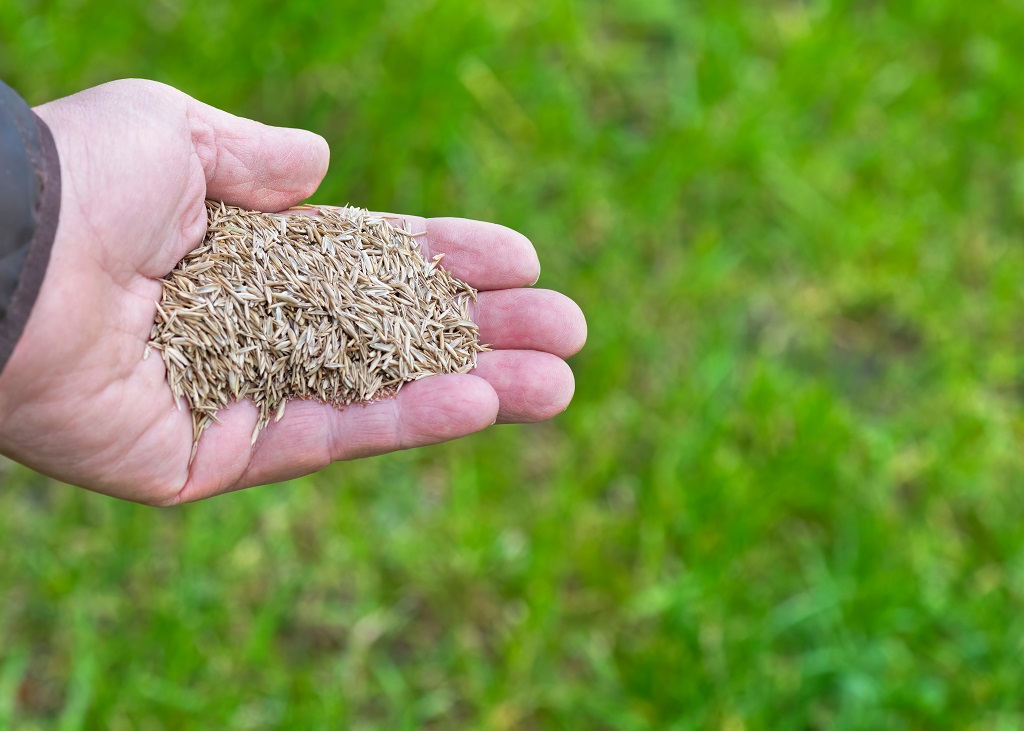 Aeration And Overseeding Lawn
