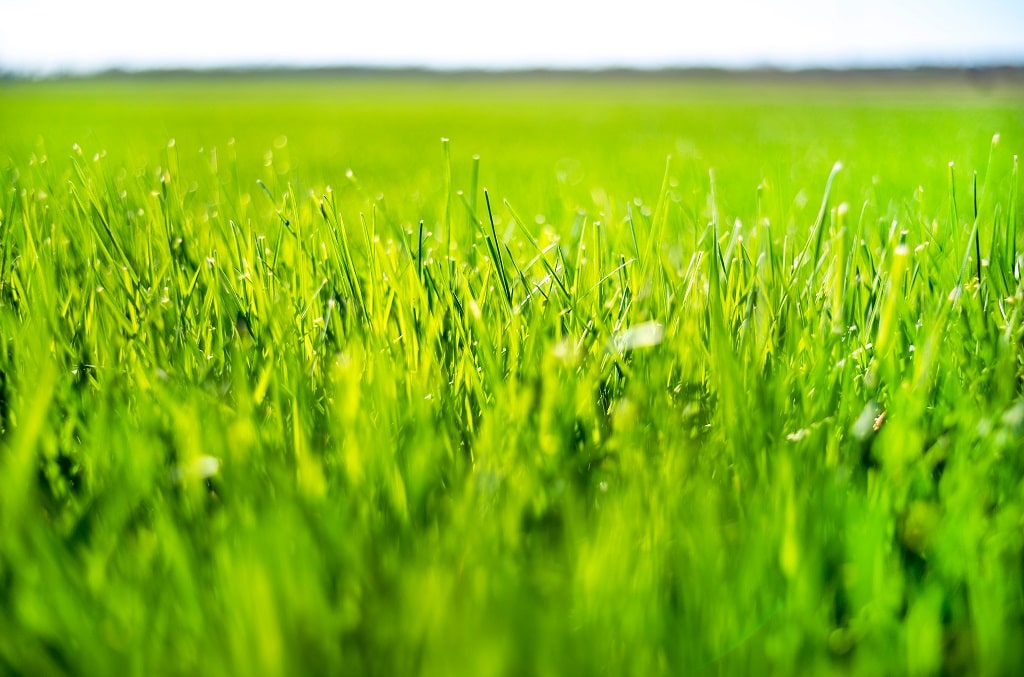 ryegrass vs fescue