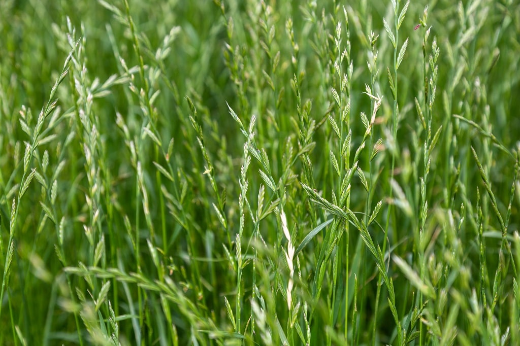 Perennial Ryegrass