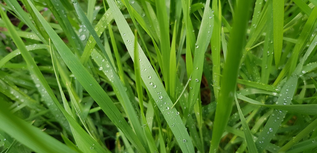 Perennial Ryegrass vs Fescue: Which One Should You Choose?