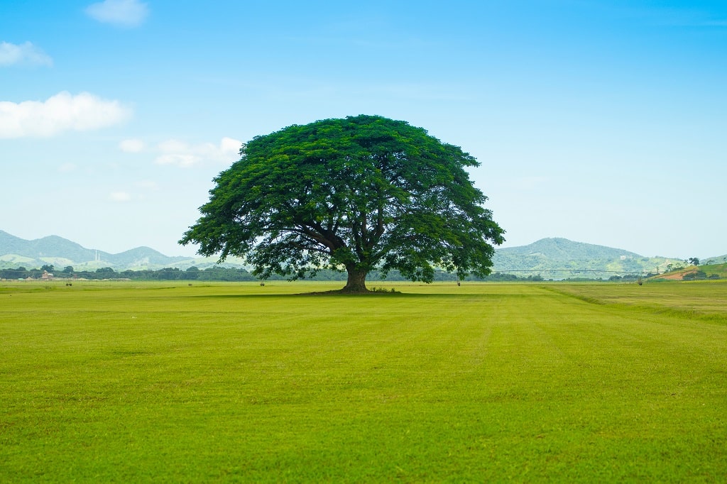Warm Season vs Cool Season Grass: Things to Consider