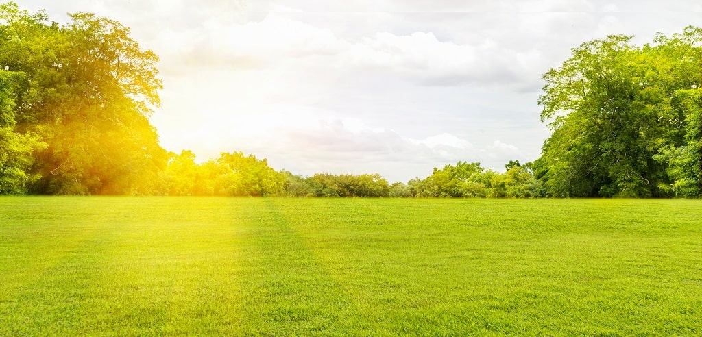 Cool-Season Grasses: The Ultimate Guide