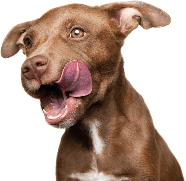dog licking chops
