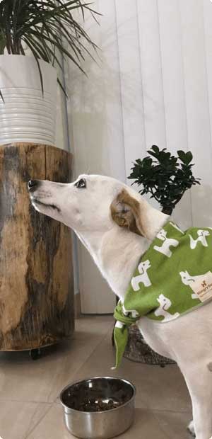 dog looking