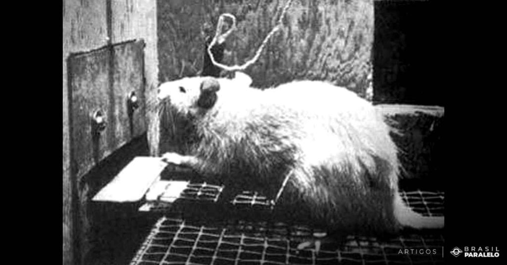 Experimento-feito-com-ratos-que-buscavam-prazer-e-ficavam-viciados