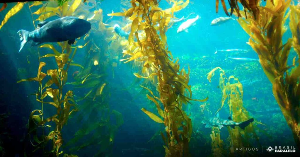 as-algas-marinhas-sao-o-verdadeiro-pulmao-do-mundo