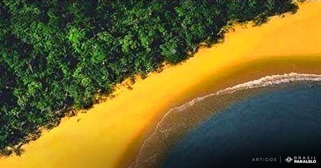 o-que-e-o-codigo-florestal-brasileiro