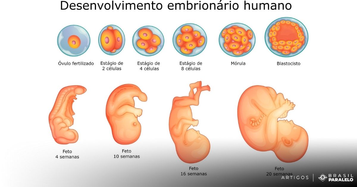 fases-do-desenvolvimento-embrionário