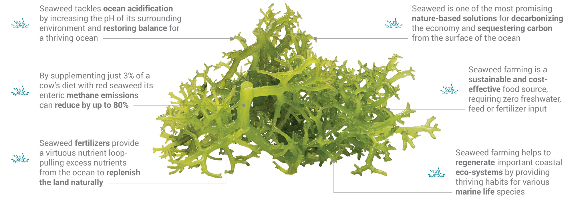 superfood, climate change solution