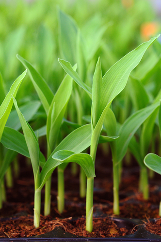 corn plant