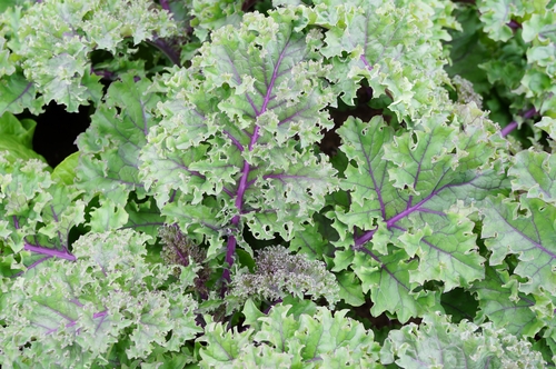 wild kale