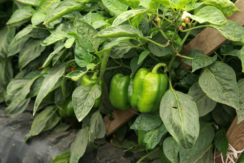 wild bell peppers