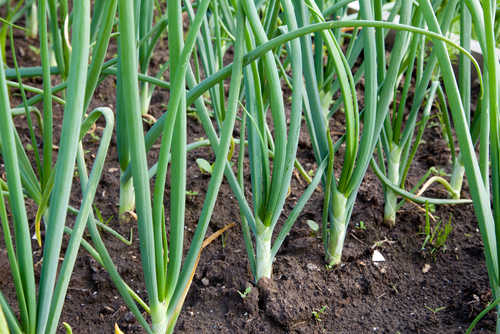 growing green onions
