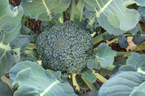 broccoli plant
