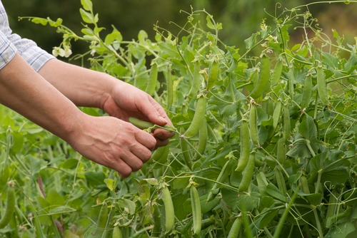 picking sweet peas