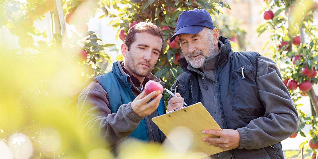 Farmer and biologist closely examining an apple