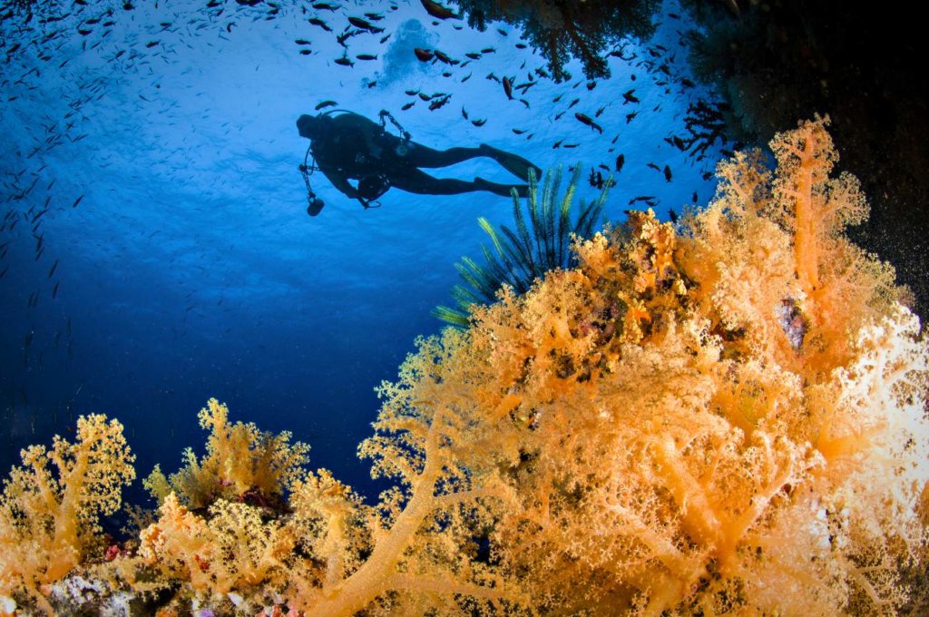 diver swims above soft coral, fiji