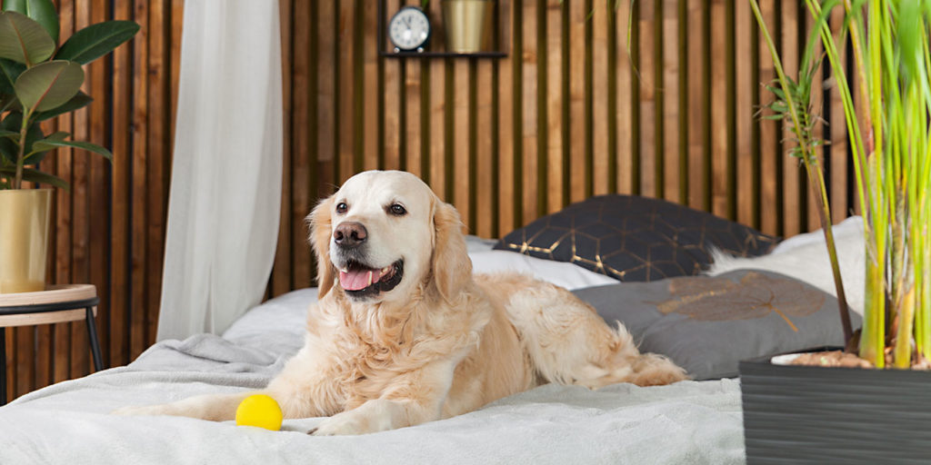 golden retriever with ball laying bed in hotel