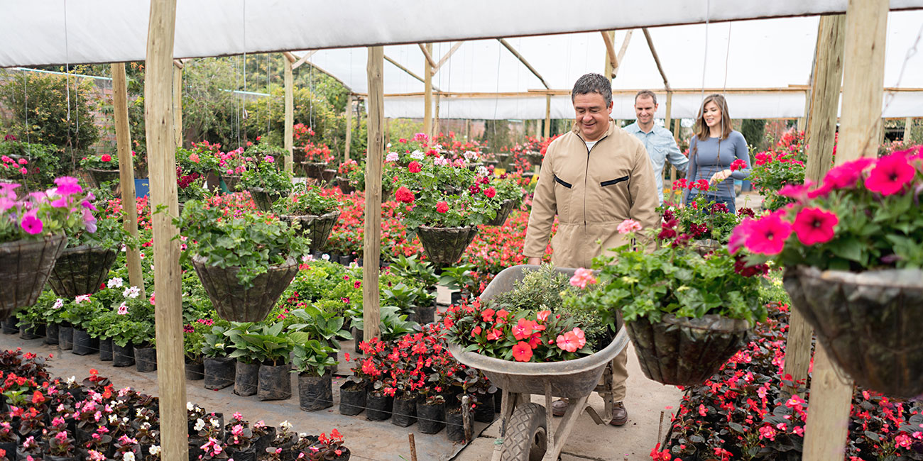 Latin American couple buying plants at the greenhouse and salesman carrying them in a wheelbarrow